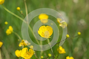 Ranunculus, buttercups,ÃÂ spearwortsÃÂ andÃÂ water crowfoots on the field photo